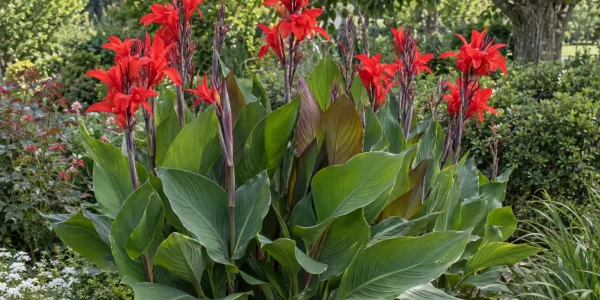 Canna lily with fiery red flowers above large bronze-tinged green leaves in a garden bed