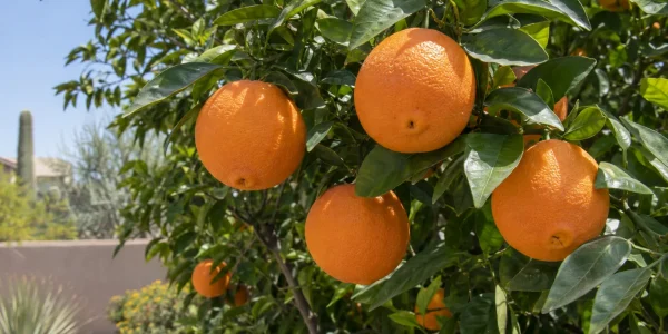 Cara Cara navel orange tree with ripe bright orange navel oranges among glossy dark green leaves