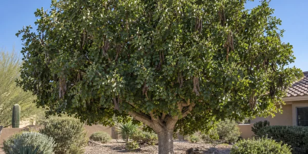 Carob tree with a dense rounded canopy of glossy dark green leaves and hanging flat brown pods