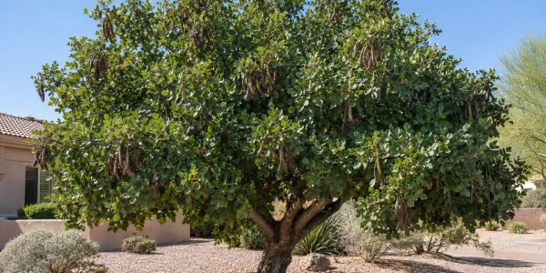 Carob tree with a thick trunk, dense dome of leathery dark green leaves and chocolate-brown pods