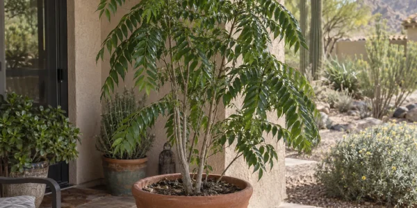 Curry tree with slender stems and glossy dark green feathery compound leaves in a large patio pot