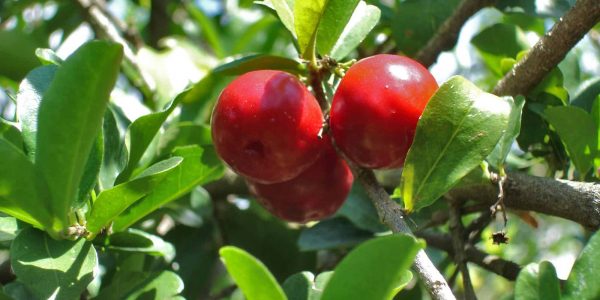 Barbados Cherry – Desert Horizon Nursery