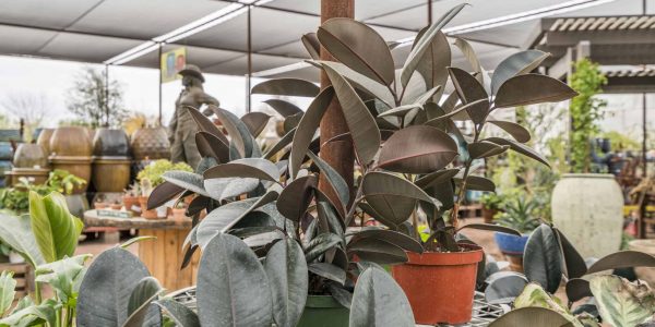 Burgundy Rubber Plant – Desert Horizon Nursery