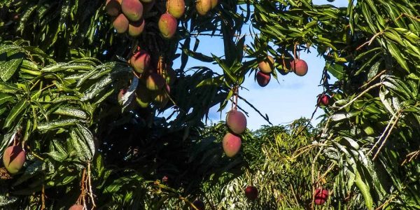 Glenn Mango – Desert Horizon Nursery