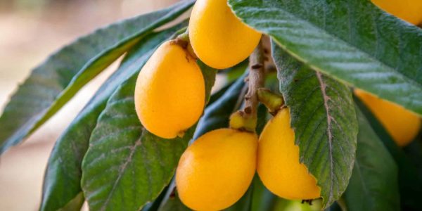 Golden Nugget Mandarin – Desert Horizon Nursery