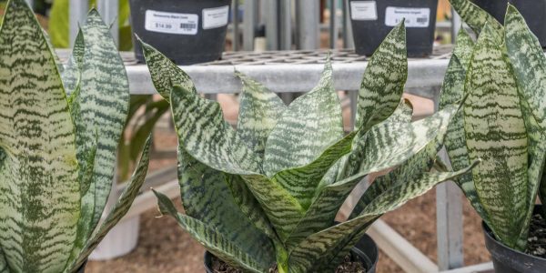 Black Coral Sansevieria – Desert Horizon Nursery