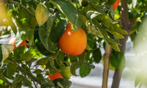 desert-horizon-nursery-on-site-citrus-tasting-january-2023-dsc07437-low-res