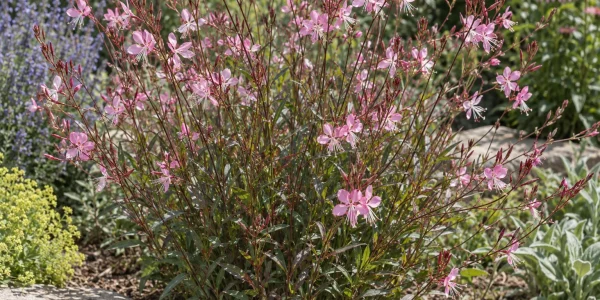 Pink gaura with rosy-pink butterfly-like flowers on airy arching stems in a sunny garden bed