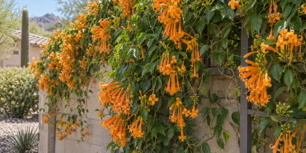 Gold flame vine draped over a wall with cascading clusters of golden-orange tubular flowers
