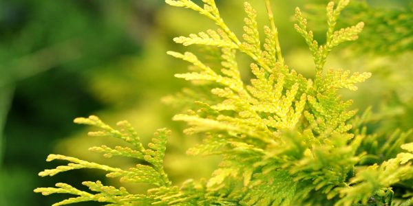 Golden Arborvitae – Desert Horizon Nursery