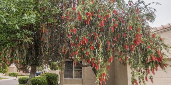 Crimson Bottlebrush – Desert Horizon Nursery