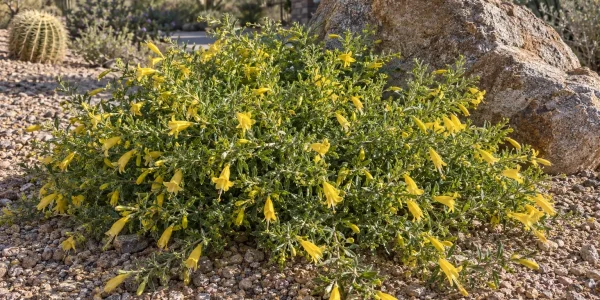 Outback Sunrise emu bush spreading low with bright green leaves and yellow tubular flowers
