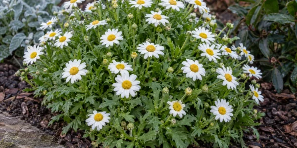 Paludosum daisy mound covered in small white daisies with yellow centres edging a garden bed