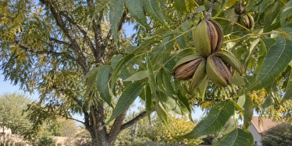 Western Schley pecan tree with feathery green leaves and clusters of husks splitting to show slender nuts