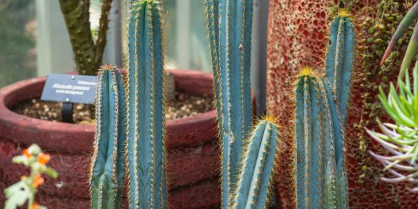 pilosocereus-pachycladus-blue-torch-cactus
