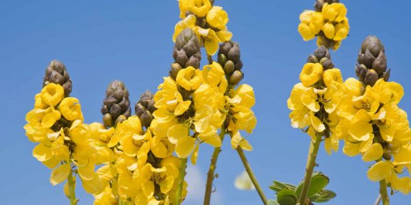 Popcorn Cassia – Desert Horizon Nursery