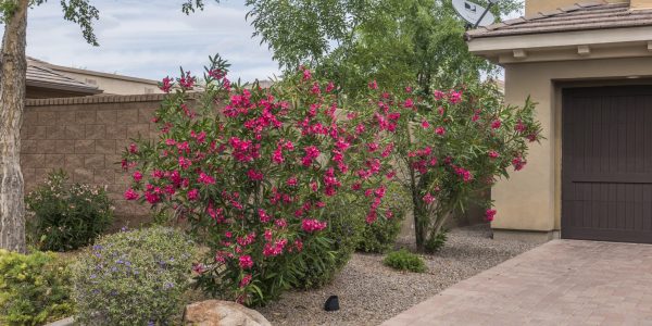 Petite Red Oleander Shrub – Desert Horizon Nursery