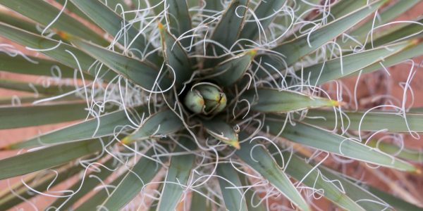 Red Yucca – Desert Horizon Nursery