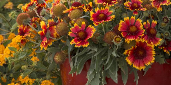 Blanket Flower 'Arizona Sun' – Desert Horizon Nursery