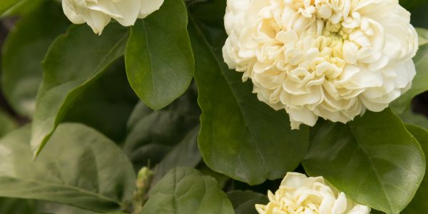 Arabian Jasmine 'Summer Soul' – Desert Horizon Nursery
