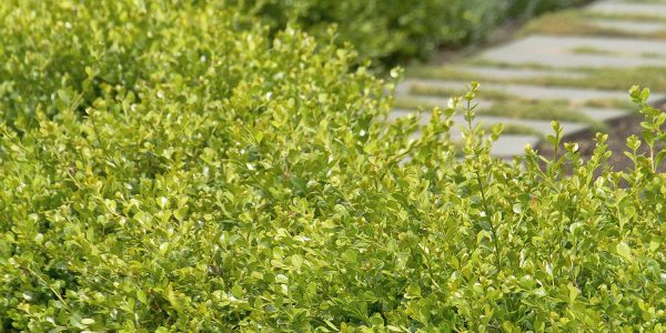 Buxus Mic Winter Gem – Desert Horizon Nursery
