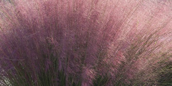 Pink Muhly – Desert Horizon Nursery
