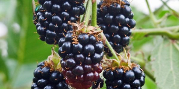 Blackberry 'Black Satin' Thornless – Desert Horizon Nursery