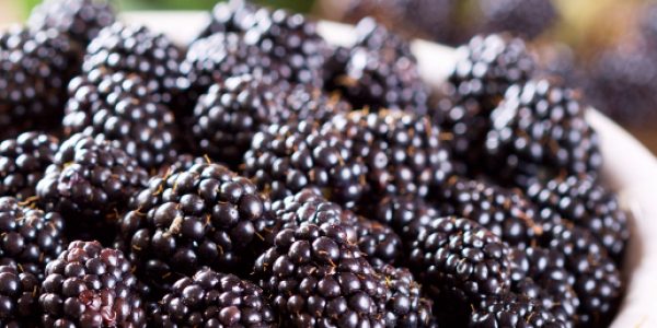 Boysenberry Thornless – Desert Horizon Nursery