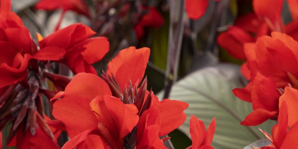 Canna X Gen CNNV Bronze Scarlet – Desert Horizon Nursery
