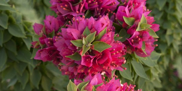 Bougainvillea 'Torch Glow' – Desert Horizon Nursery