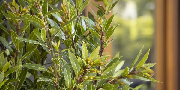 Bay Laurel 'Little Ragu' – Desert Horizon Nursery
