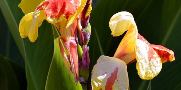 Canna Cleopatra red – Desert Horizon Nursery