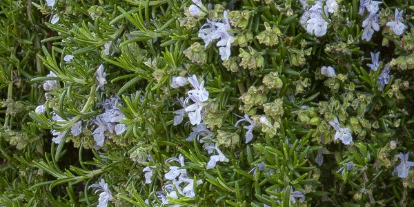 ROSMAR OFF HUNTINGTON CARPET – Desert Horizon Nursery