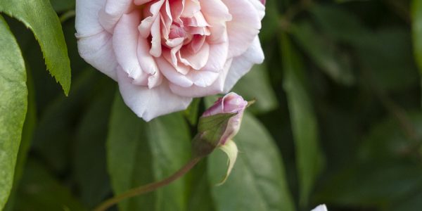 Rosa-cl X Cecile Brunner – Desert Horizon Nursery