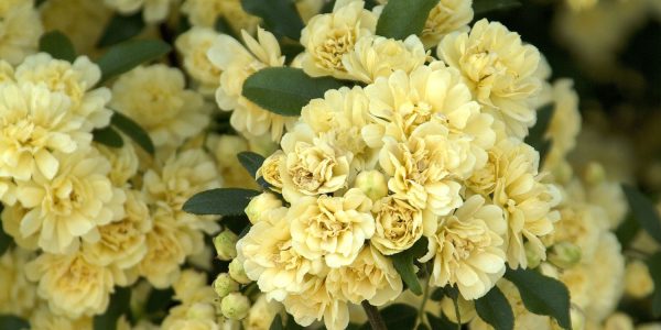 ROSA CL BANKSIAE LUTEA – Desert Horizon Nursery