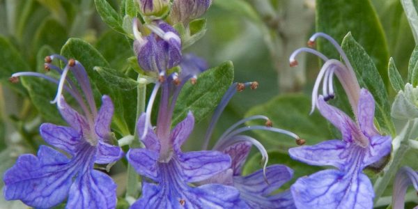 Bush Germander – Desert Horizon Nursery