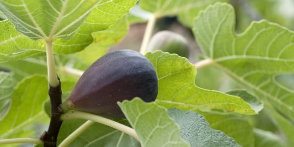 Black Mission Fig – Desert Horizon Nursery