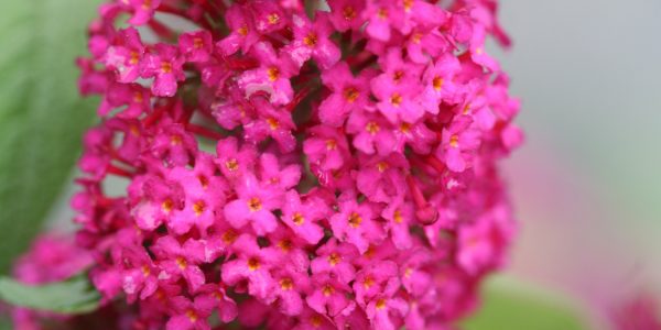 Bud Miss Molly PP – Desert Horizon Nursery