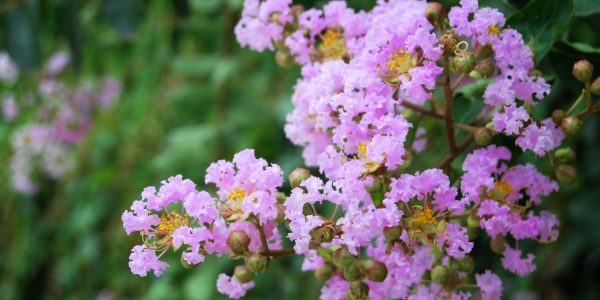 Crape Myrtle Muskogee (Lav) – Desert Horizon Nursery