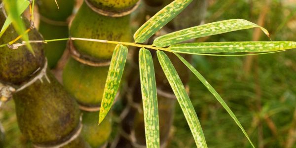 Buddha's Belly Bamboo – Desert Horizon Nursery