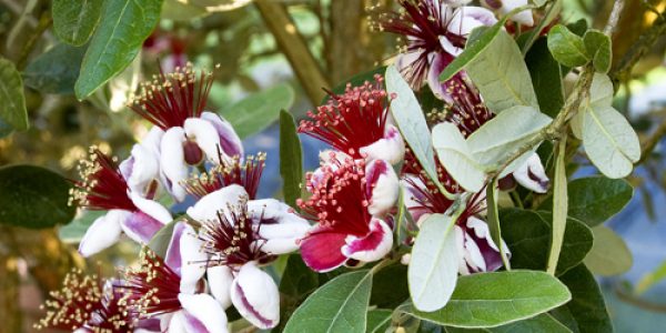 Pineapple Guava – Desert Horizon Nursery
