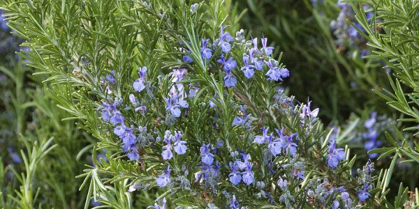Rosmarinus Off Tuscan Blue – Desert Horizon Nursery