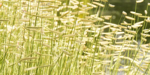 Blonde Ambition Blue Grama – Desert Horizon Nursery