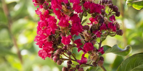 Crape Myrtle Arapahoe (Red) – Desert Horizon Nursery