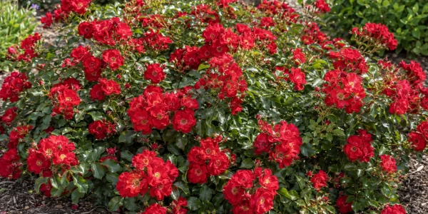 Grand Cover Red rose with clusters of bright red flowers on a low spreading mound
