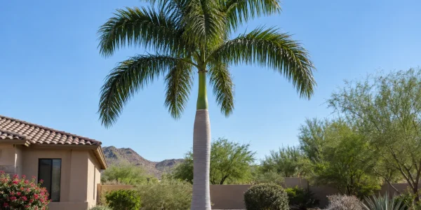 Royal palm with smooth pale grey trunk, green crownshaft and arching feather fronds in a gravel yard