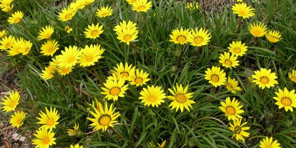 Gazania Trailing – Desert Horizon Nursery